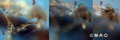Morgellons bugs insect-like organisms