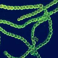 morgellons bacteria strain