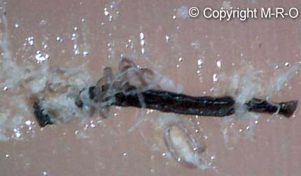morgellons skin fibers small original fiber spores
