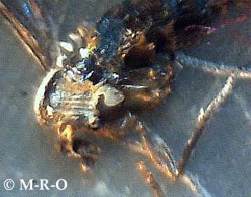 morgellons-insec10.jpg (16587 Byte)