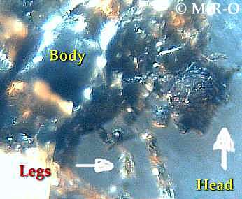 morgellons-insect2.jpg (17941 Byte)