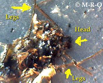 morgellons-insect3.jpg (21563 Byte)
