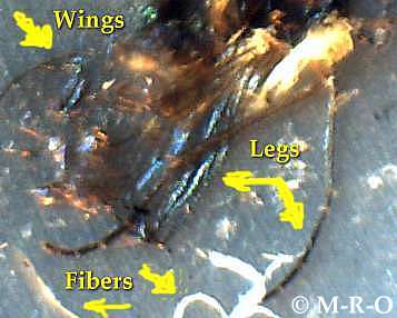 morgellons-insect4.jpg (17483 Byte)