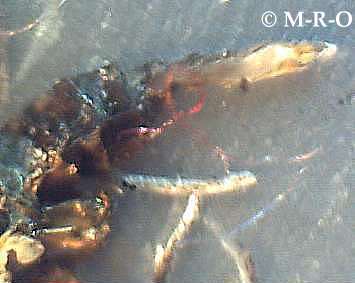 morgellons-insect5.jpg (13965 Byte)