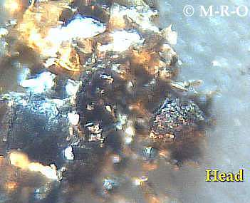 morgellons-insect8.jpg (18106 Byte)