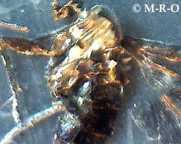 morgellons-insect9.jpg (19291 Byte)