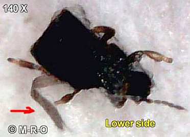 morgellons-bug