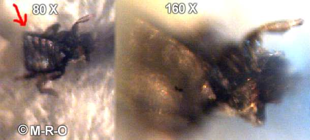 morgellons-bug