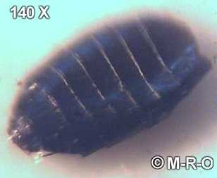 morgellons-bug3.jpg (7398 Byte)