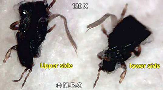 morgellons-bug