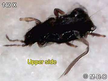morgellons-bug