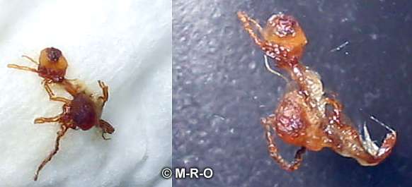 Ant-like object from Morgellons afflicted skin scrabing 